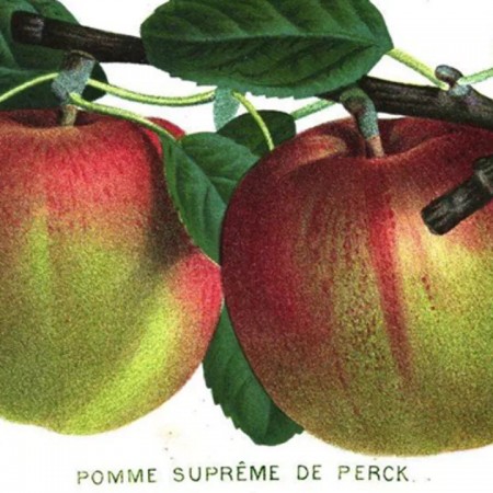 Pomme Suprême de Perck - Heemkring Ter Ham Steenokkerzeel 